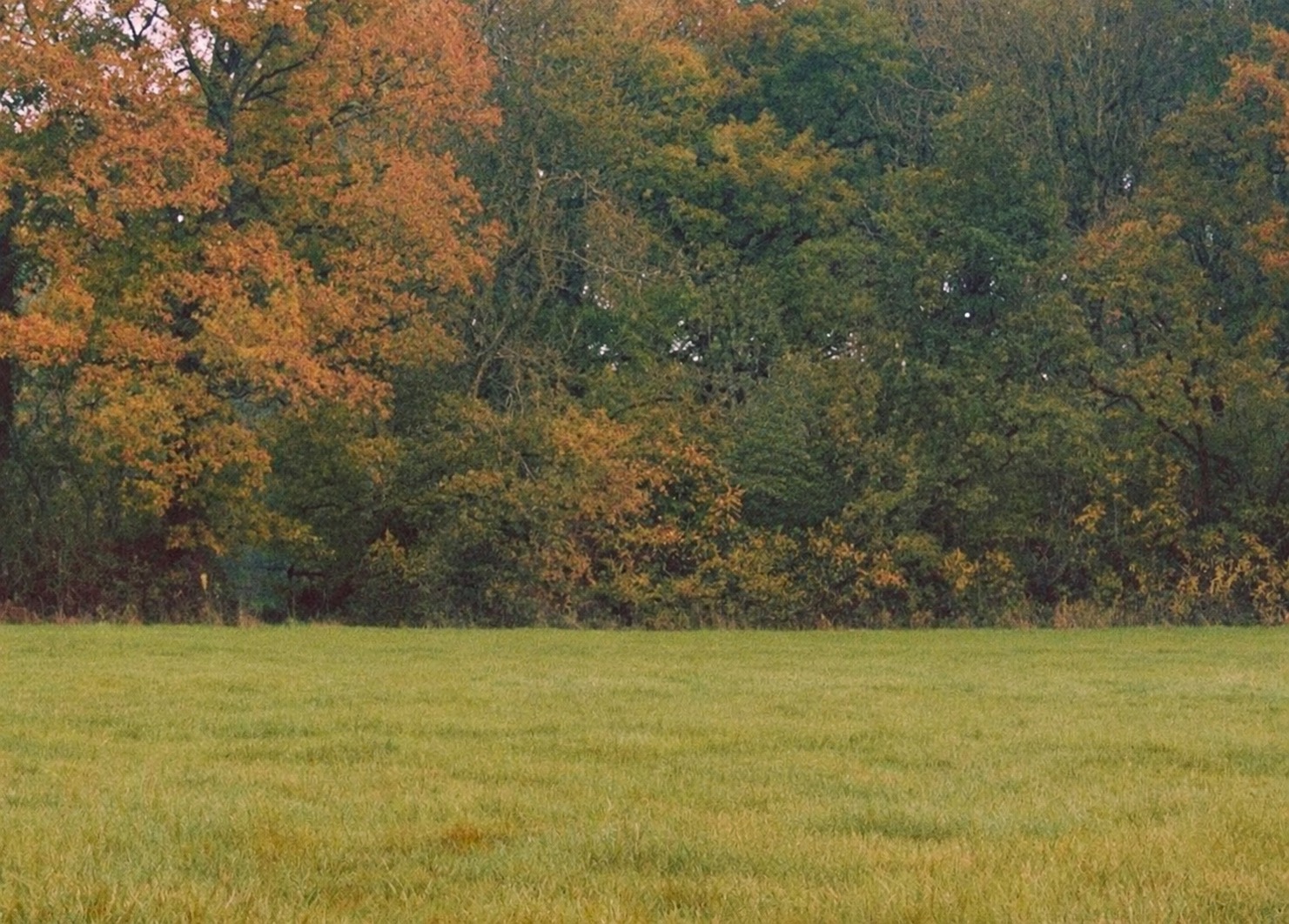 A field in front of a line of autumn trees